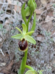 Ophrys sphegodes massiliensis