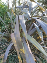 Phormium tenax