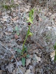 Ophrys sphegodes massiliensis