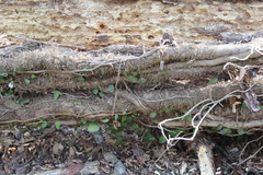 Hedera pastuchovii