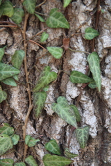 Hedera pastuchovii