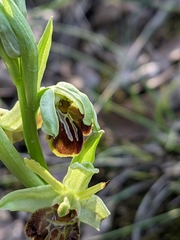 Ophrys sphegodes massiliensis
