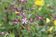 Silene fuscata