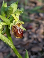 Ophrys sphegodes massiliensis