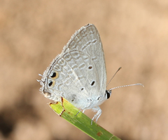 Euchrysops cnejus cnejus