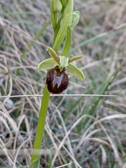 Ophrys sphegodes massiliensis