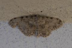 Scopula luridata