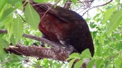 Nestor meridionalis septentrionalis