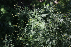 Bidens subalternans