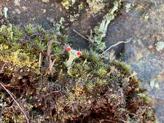 Cladonia coccifera