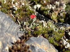 Cladonia coccifera