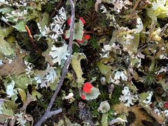 Cladonia coccifera