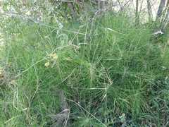Equisetum telmateia telmateia