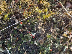 Cladonia coccifera