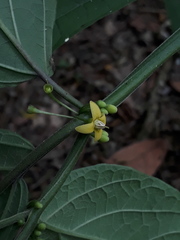 Witheringia solanacea