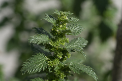 Urtica urens