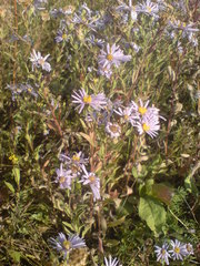 Aster amellus bessarabicus
