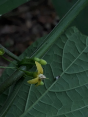 Witheringia solanacea