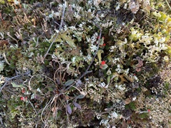 Cladonia coccifera