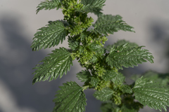 Urtica urens