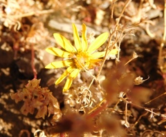 Chaetanthera glabrata
