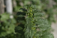 Urtica urens