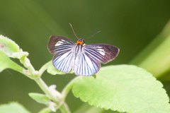 Pythonides lancea