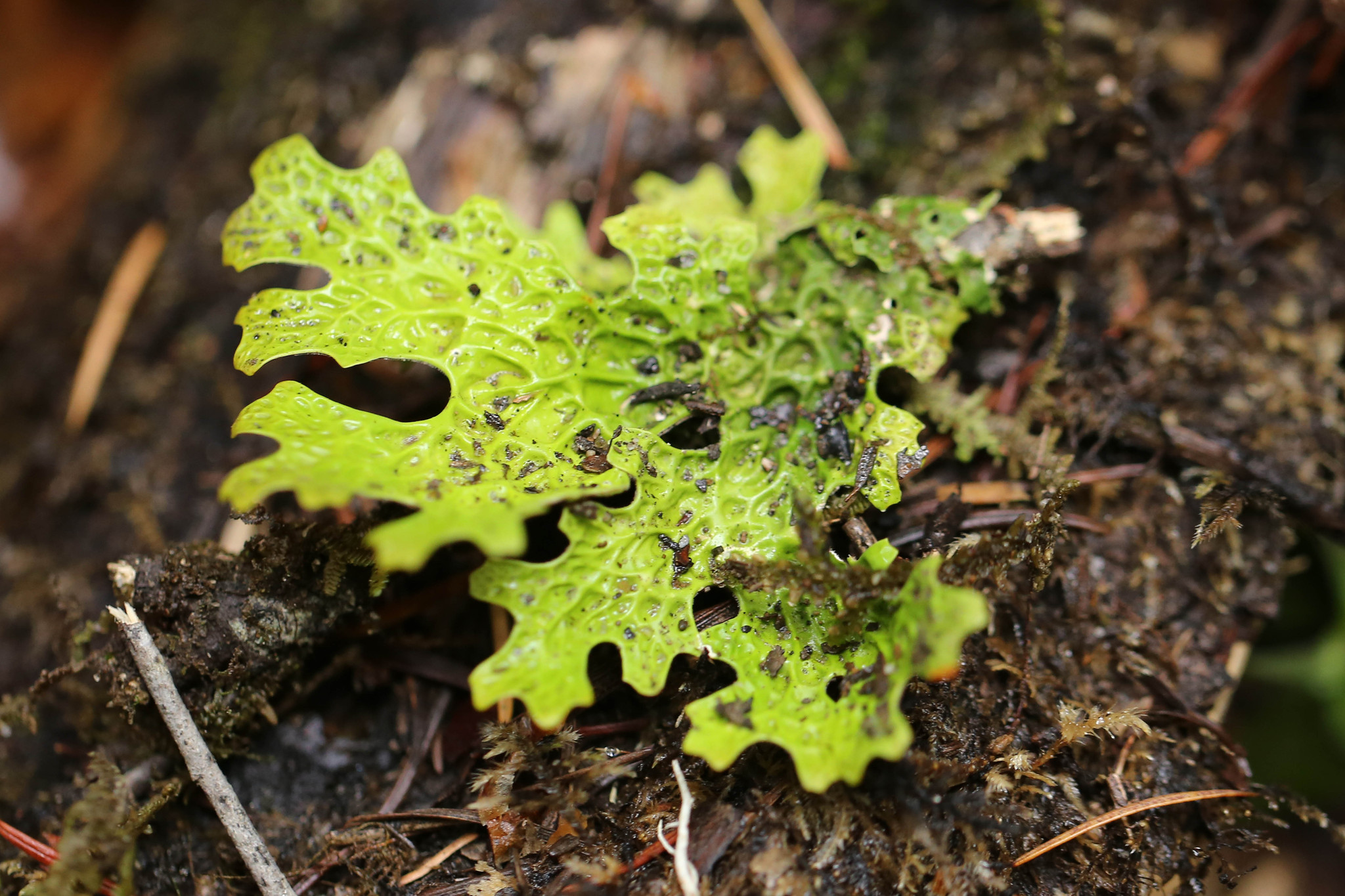 Lobaria pulmonaria image