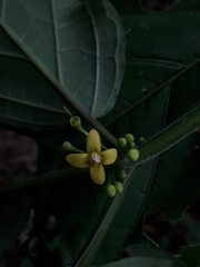 Witheringia solanacea