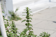 Urtica urens