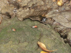 Leptuca uruguayensis