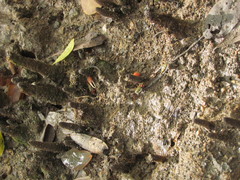 Leptuca uruguayensis