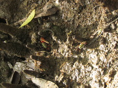 Leptuca uruguayensis