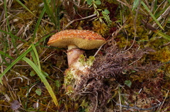 Suillus spectabilis