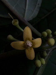 Witheringia solanacea