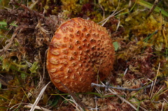 Suillus spectabilis