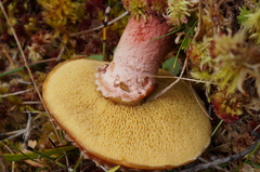 Suillus spectabilis