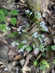 Valeriana hsui