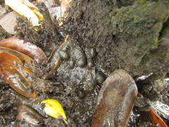 Ellobiidae