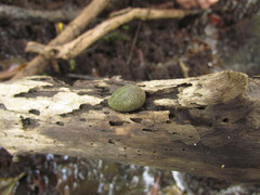 Ellobiidae