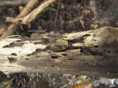 Ellobiidae