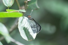 Pythonides lancea