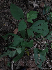 Witheringia solanacea