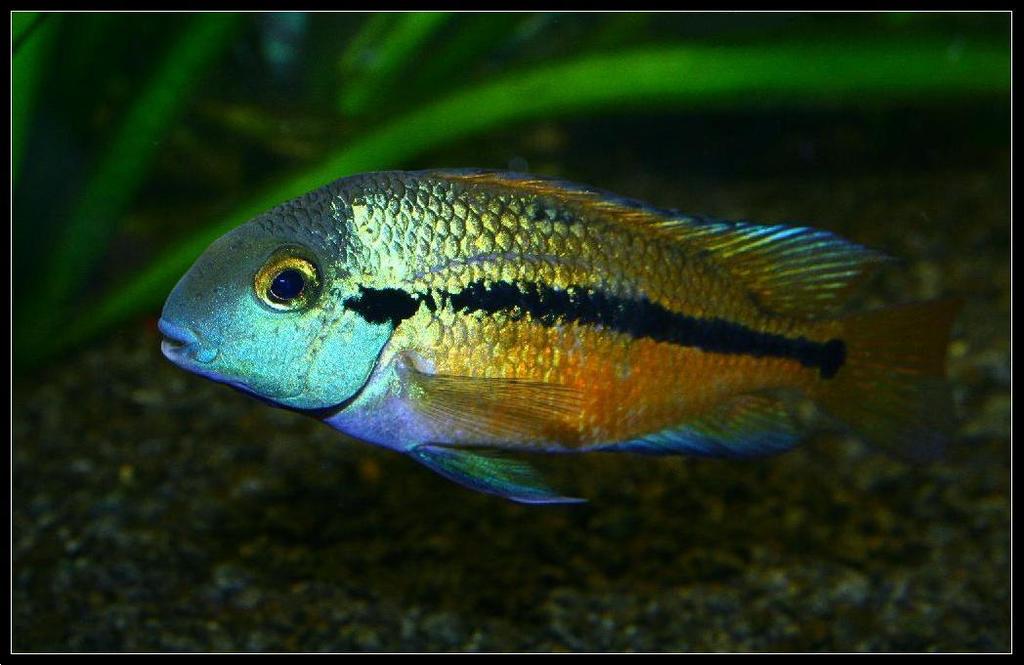 macaw cichlid