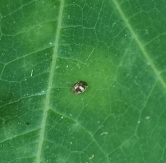 Psyllobora bicongregata