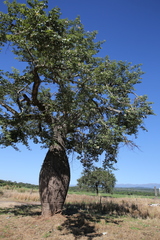 Ceiba chodatii