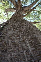 Ceiba chodatii