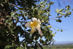 Ceiba chodatii