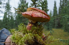 Suillus spectabilis
