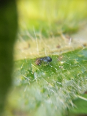 Ceratapion gibbirostre